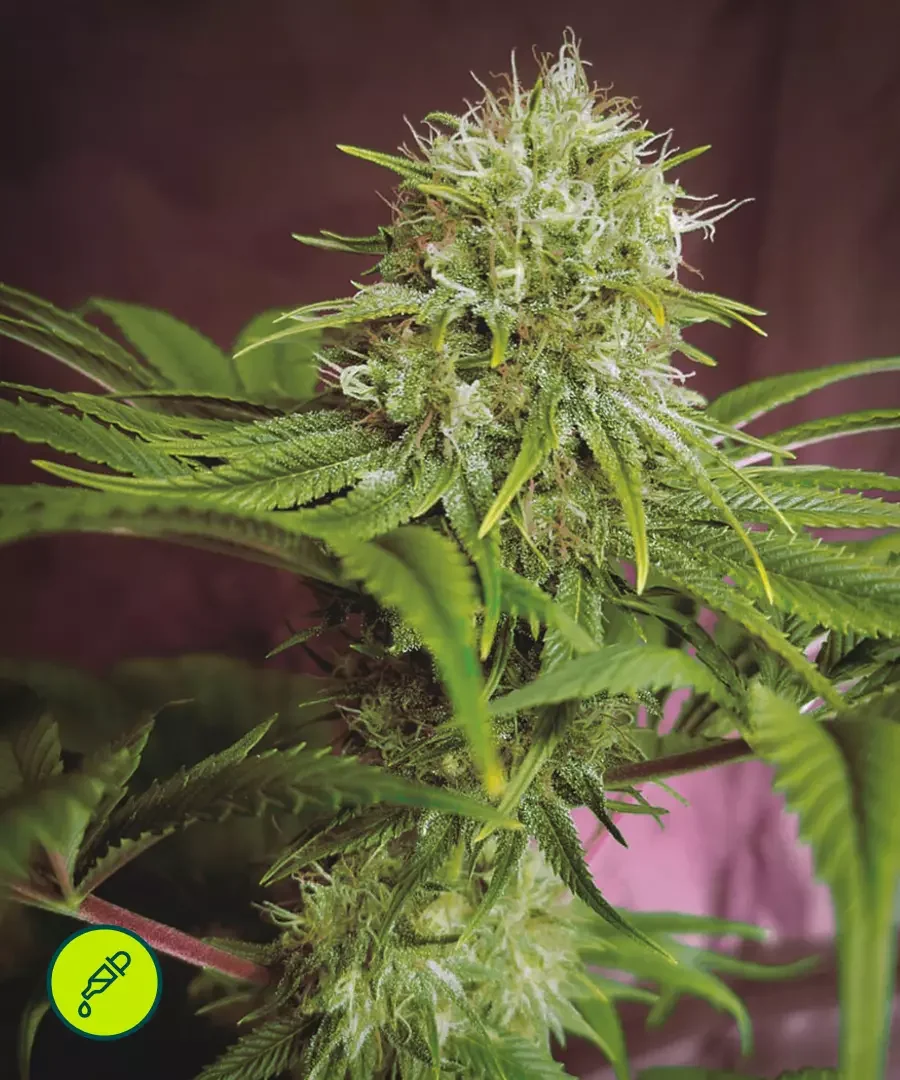 Elixir Vitae Cbd 2