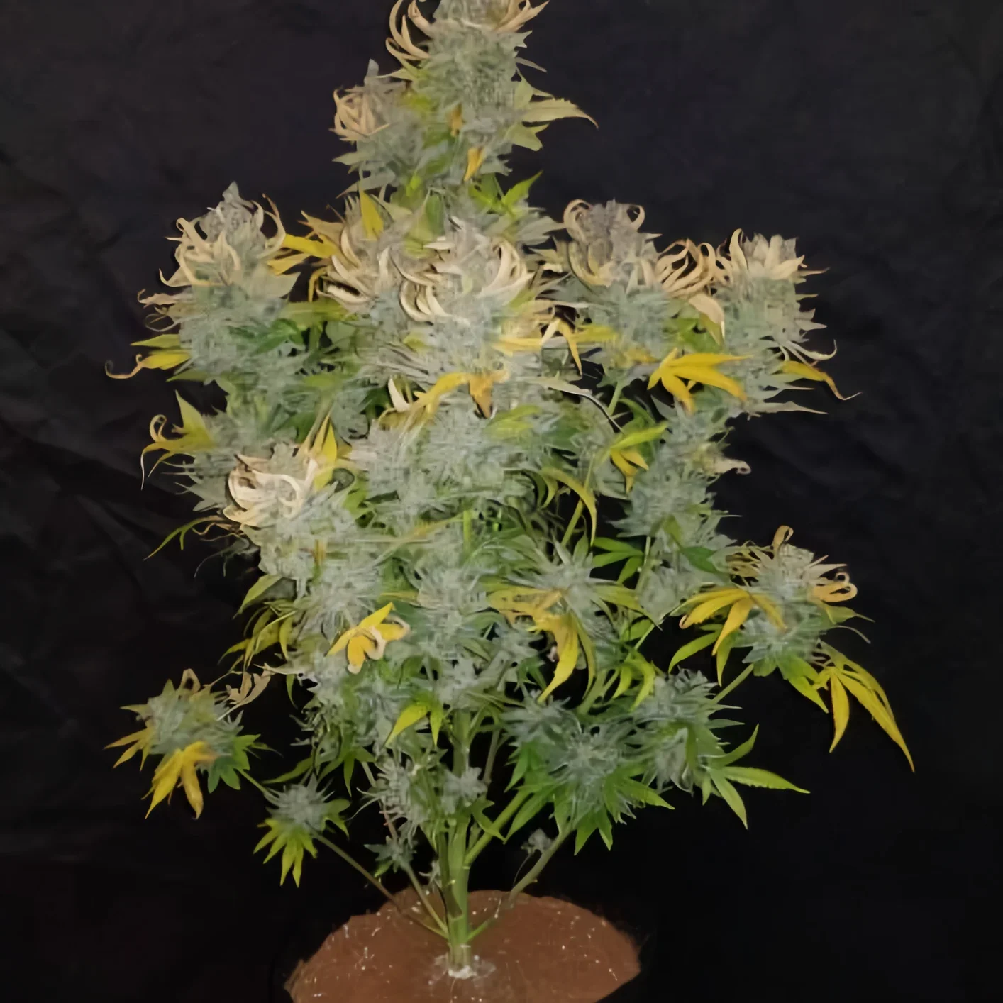 Green Crack Cbd