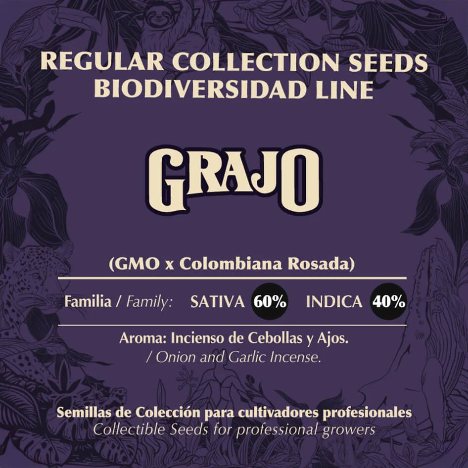 Grajo 2