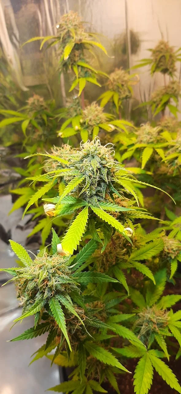 Harlequin Cbd 2