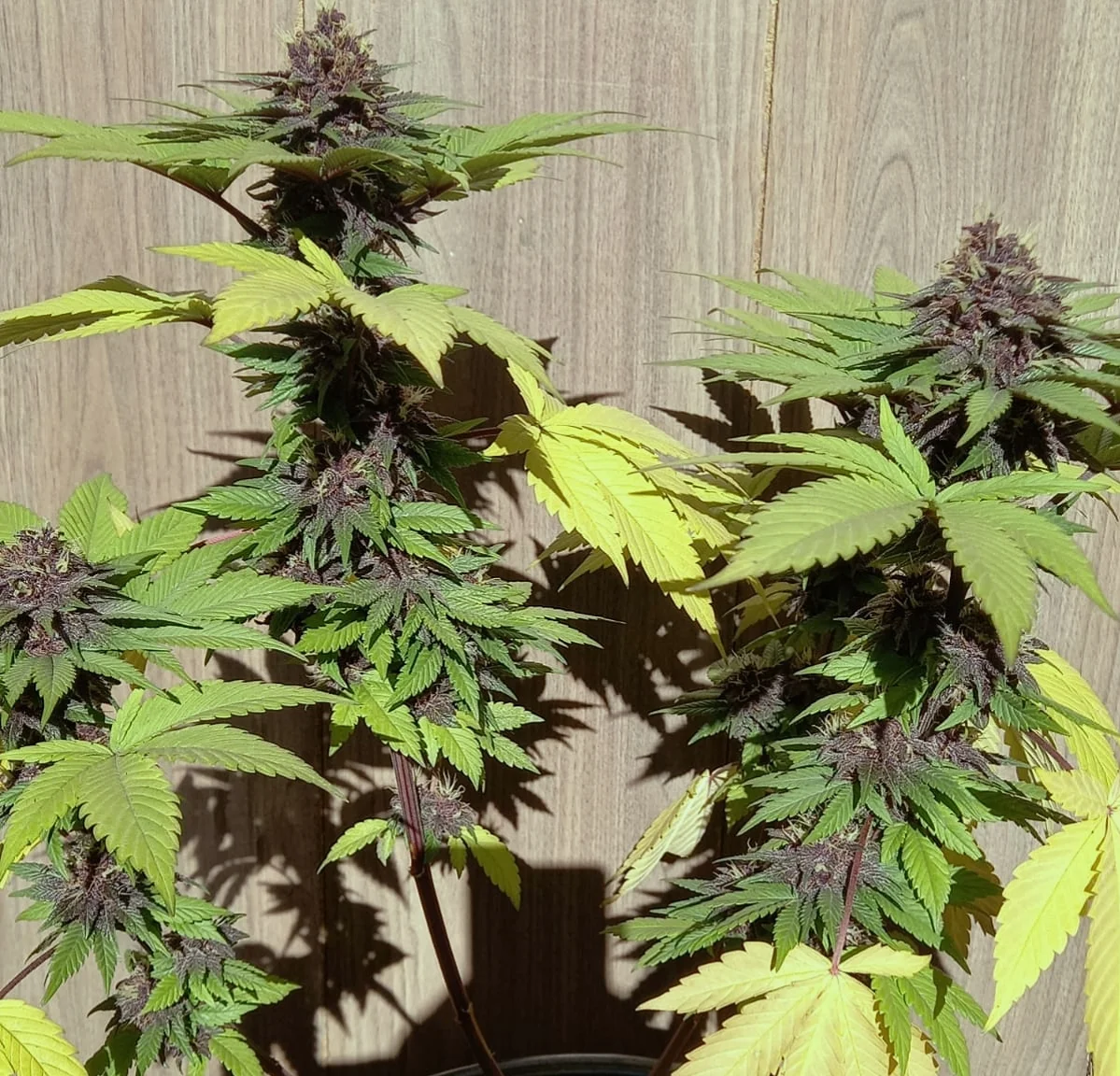 Blueberry Jack 3