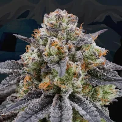 Arctic Cherries