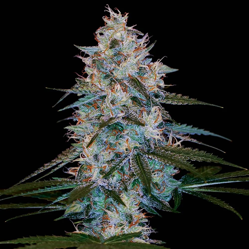 Chocolope Kush 5