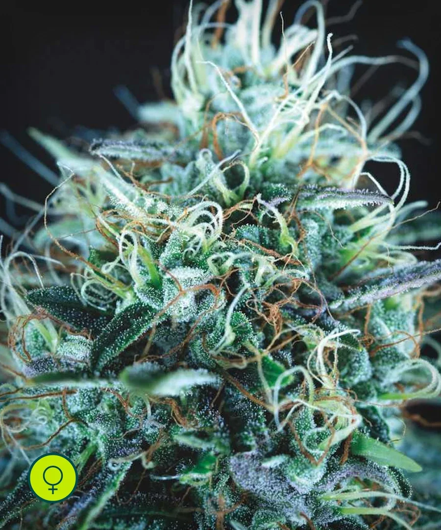 Purple Urkle X Blue Pyramid