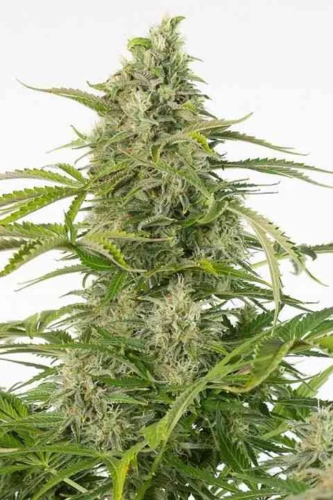 Cheese Cbd 2