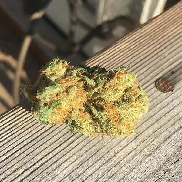 Barbara Kush Latitudsurseeds 3