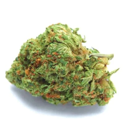 Orange Bud 3