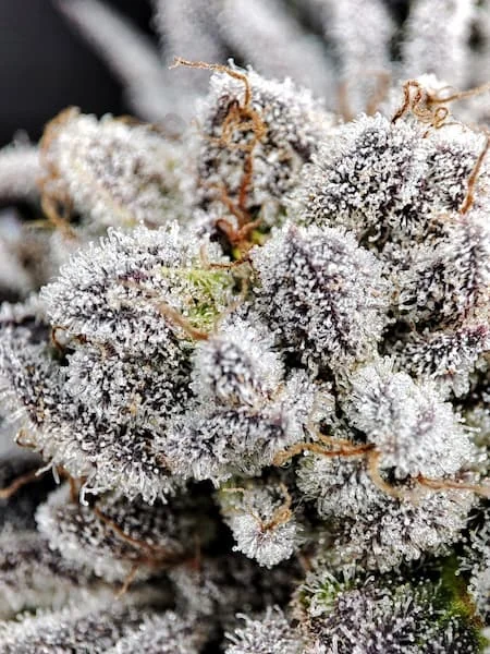 Yuzu Grape Kush 3