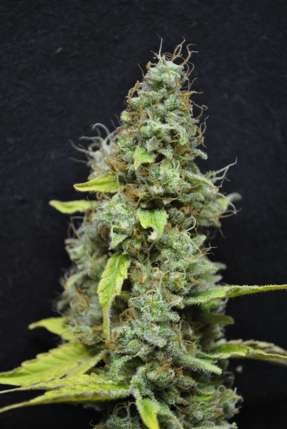 Cbd Skunk Haze 3