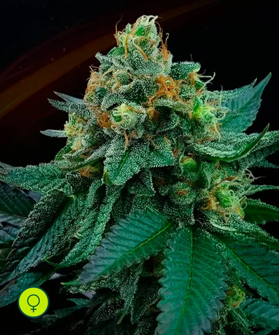 Lime Ozz 4