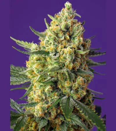 Crystal Candy Xl