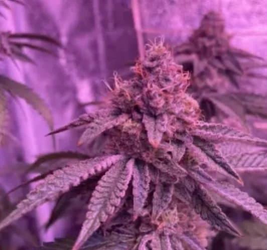 Barcelona Puff 4