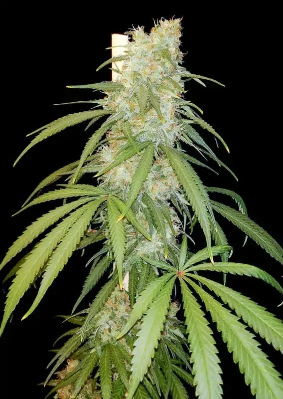 Amsterdam Amnesia 3