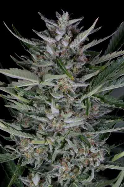 Gorilla 3