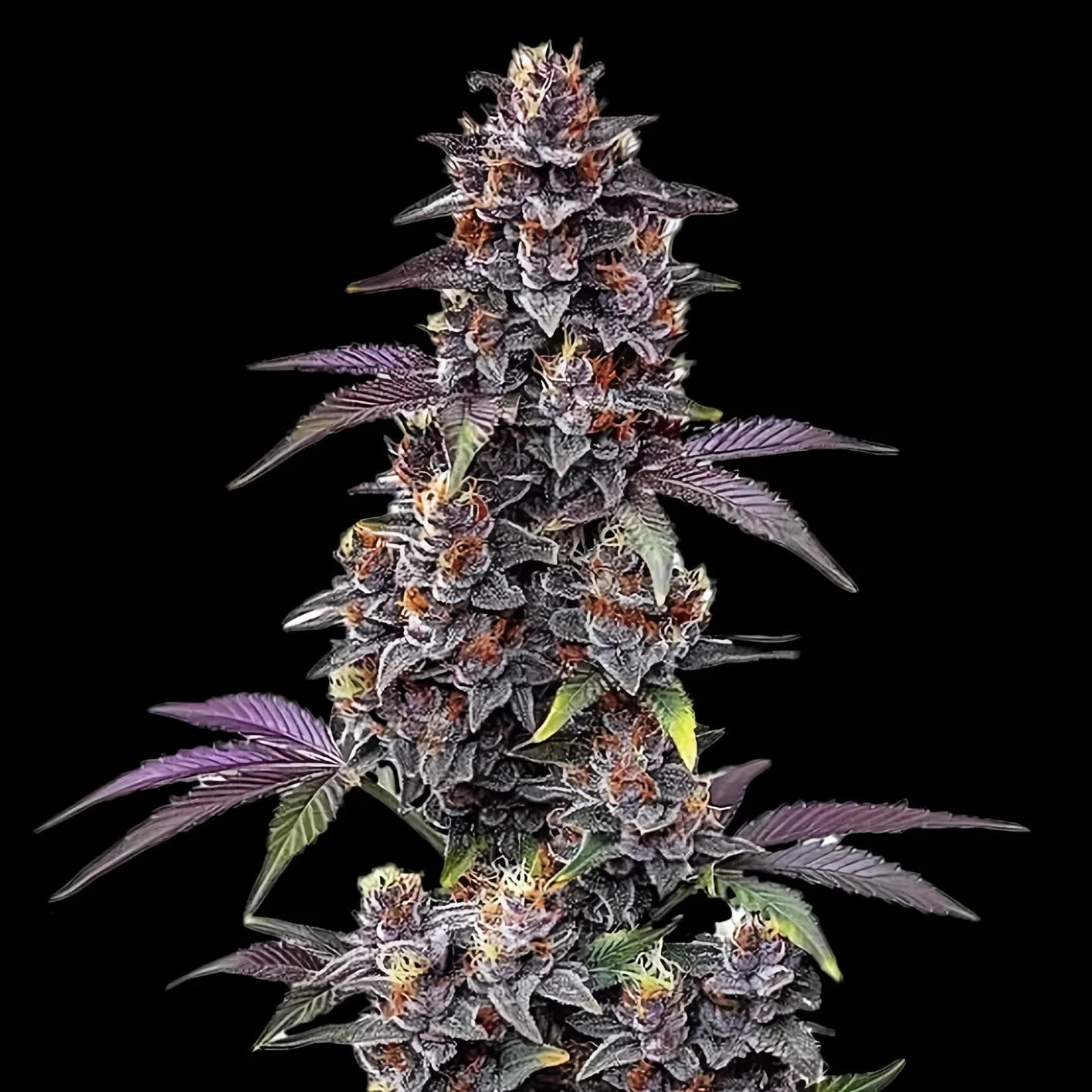Purple Haze