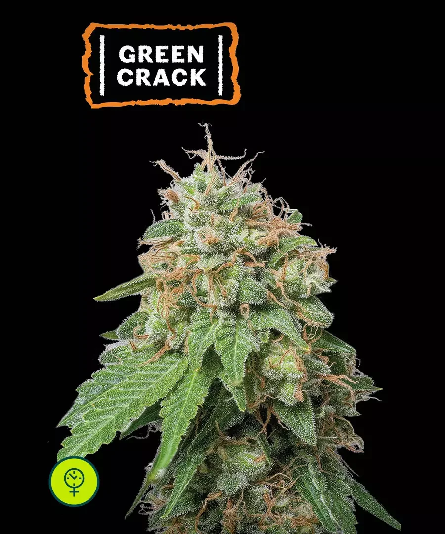 Green Crack