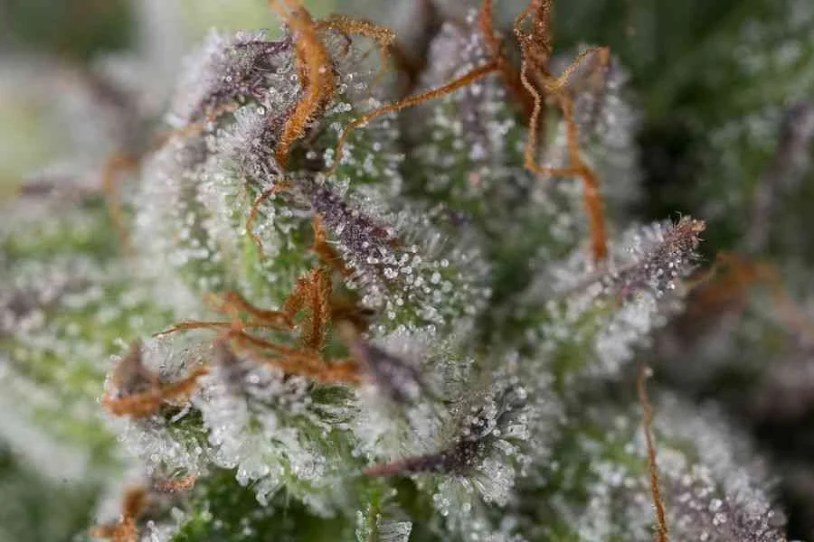 Bubba Kush 5