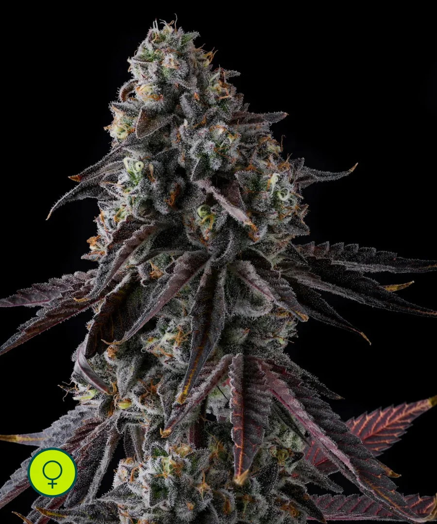 Fruit Riot