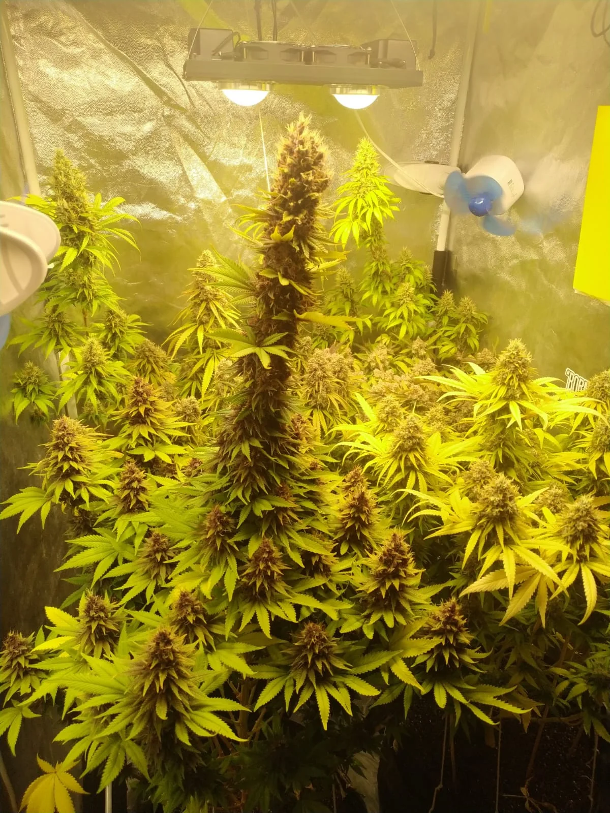 G13