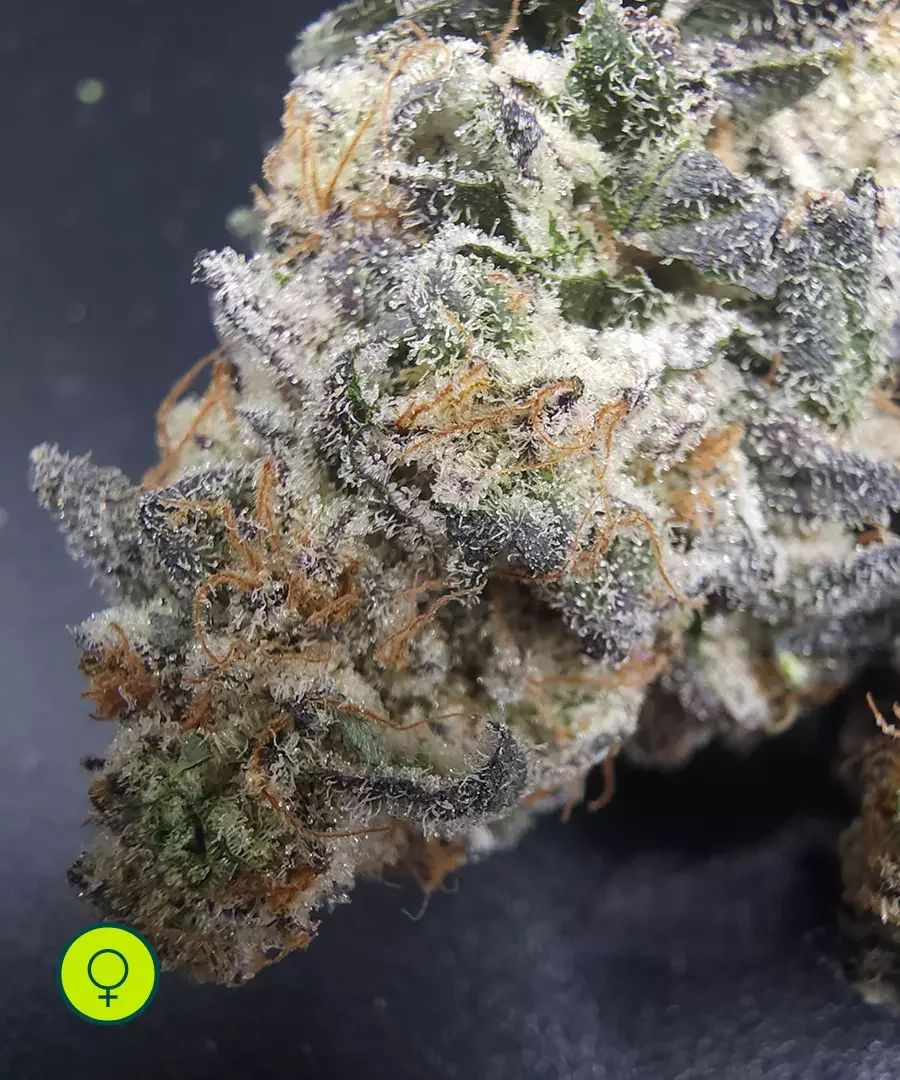 Strawloha