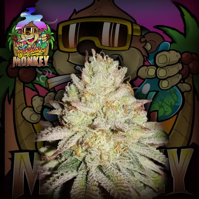 Tropical Monkey
