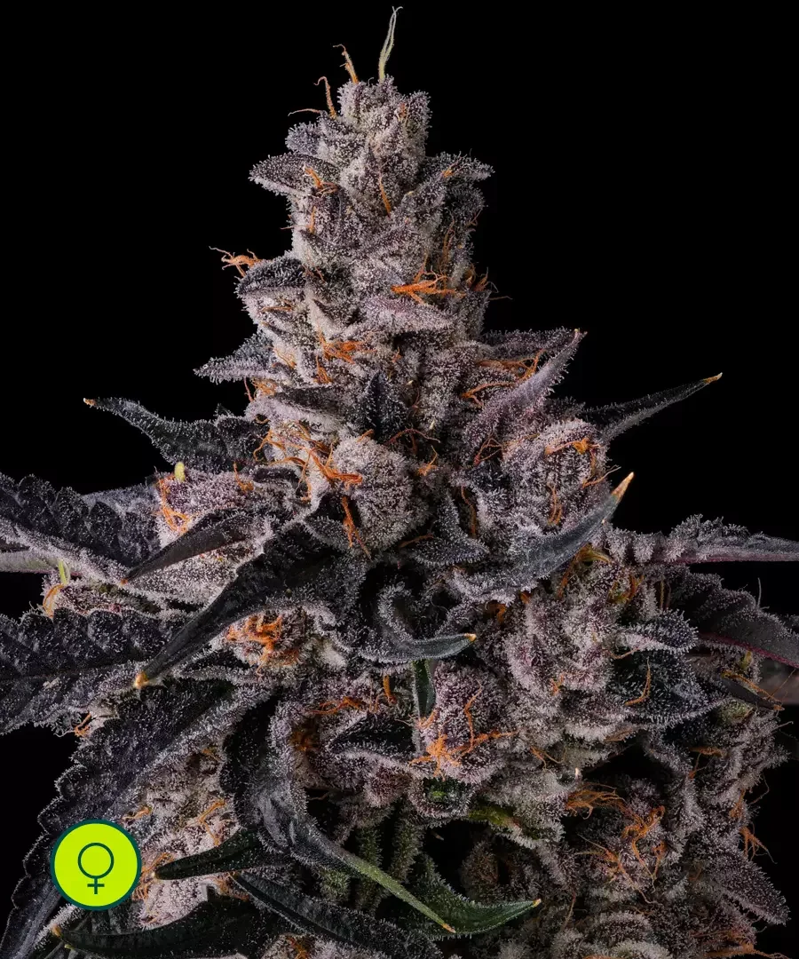 Lemon Cherry Pave