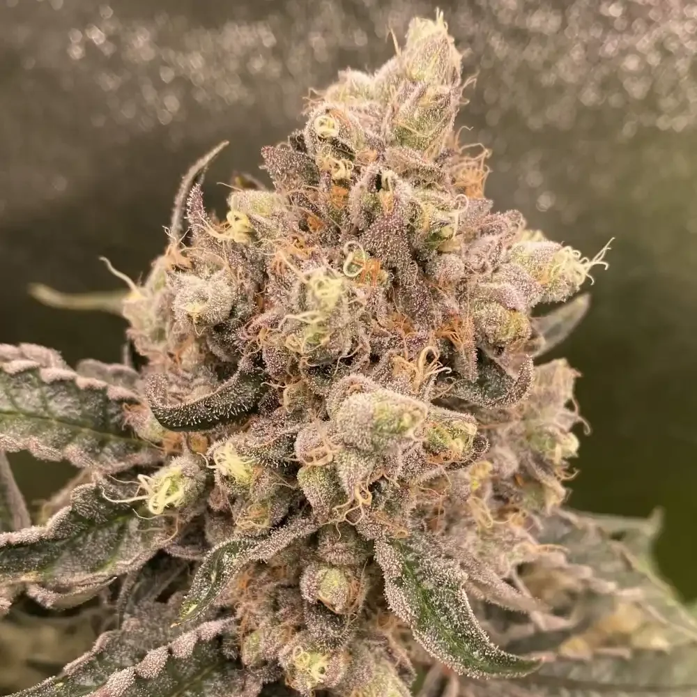 Cream Caramelo 2