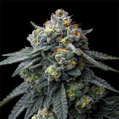 Candy 4