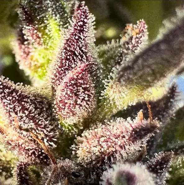 Sour Banana Lime 3