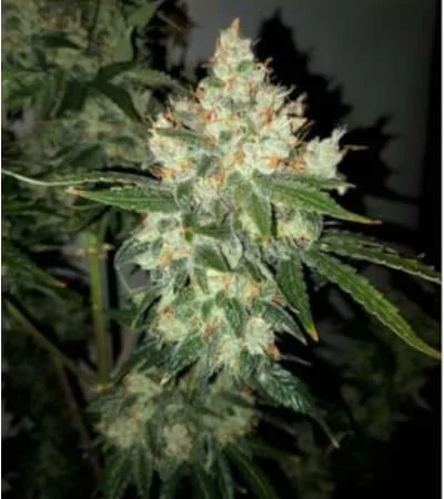 Lemon Kix 2