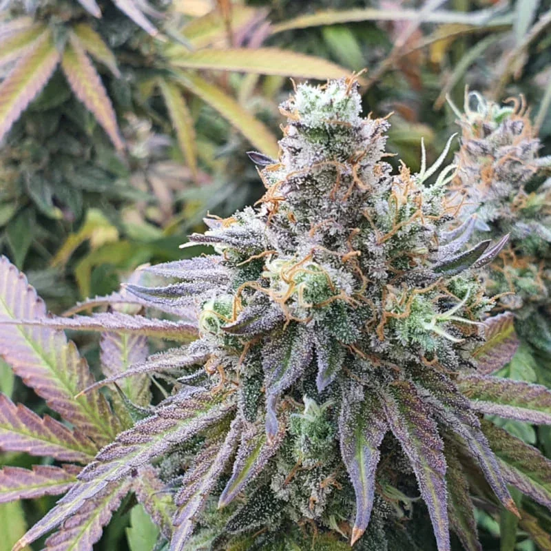 Cbd Charlotte S Angel 5