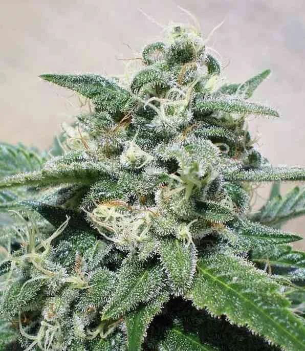 Supercheese 3