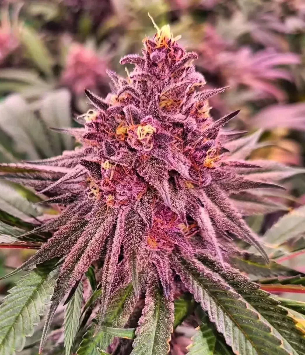 Pink Honey 4