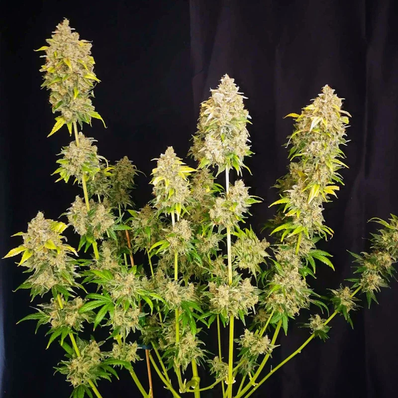 Sour Tangie Dawg 2