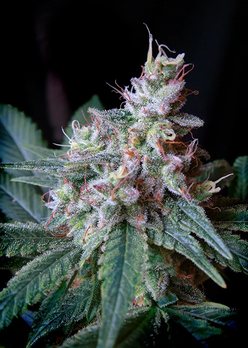 Cream Caramelo 3