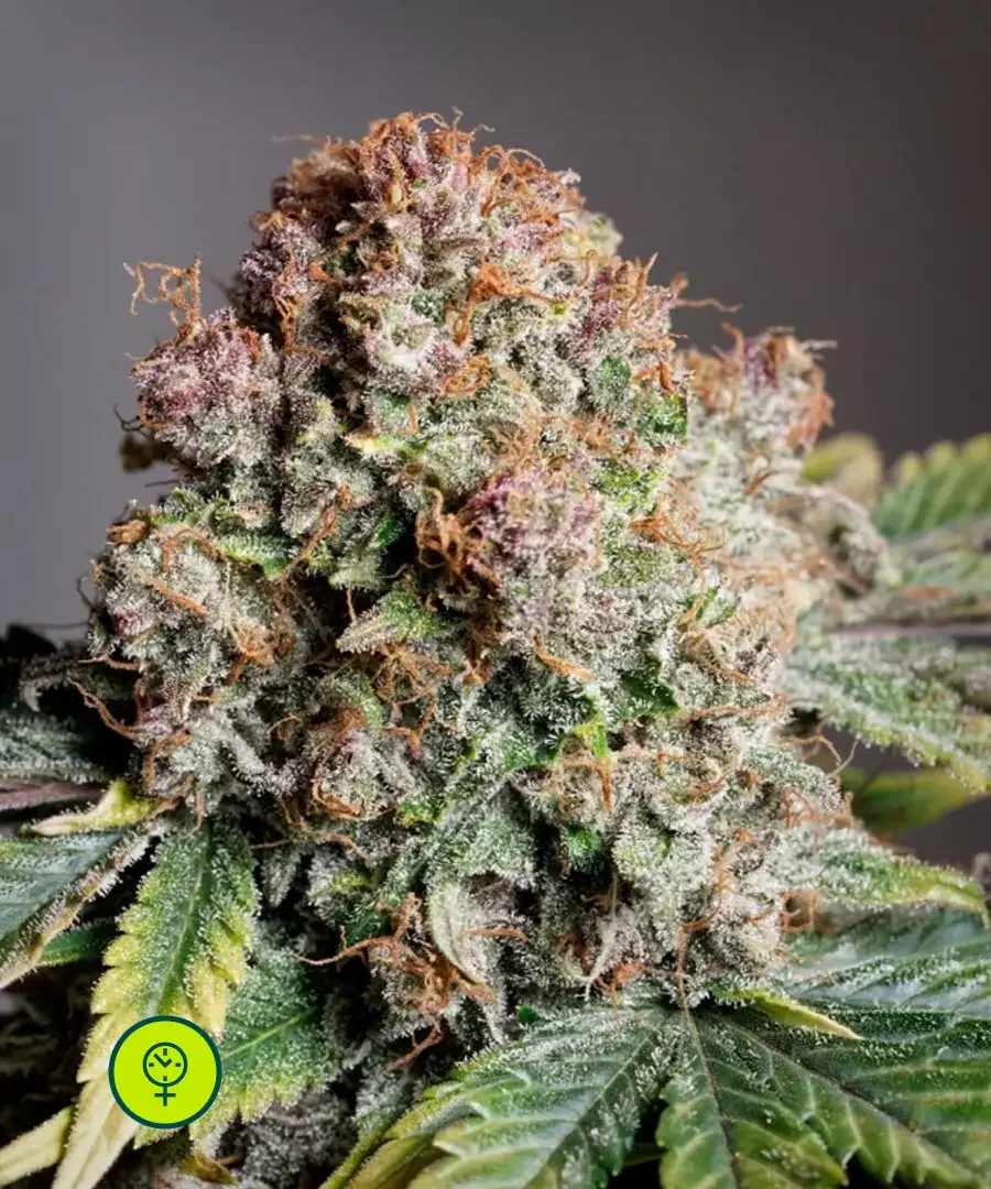 Strawberry Soda