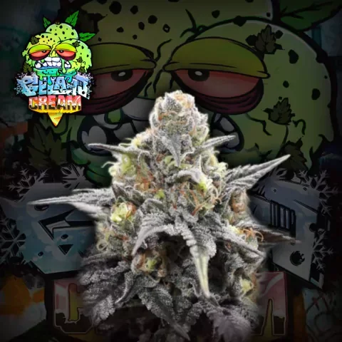Gelato Cream De 3 Semilla Crazyseeds 2