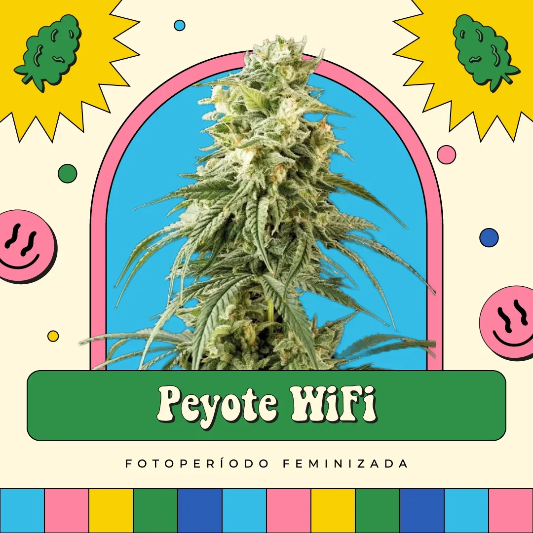 Peyote Wi Fi