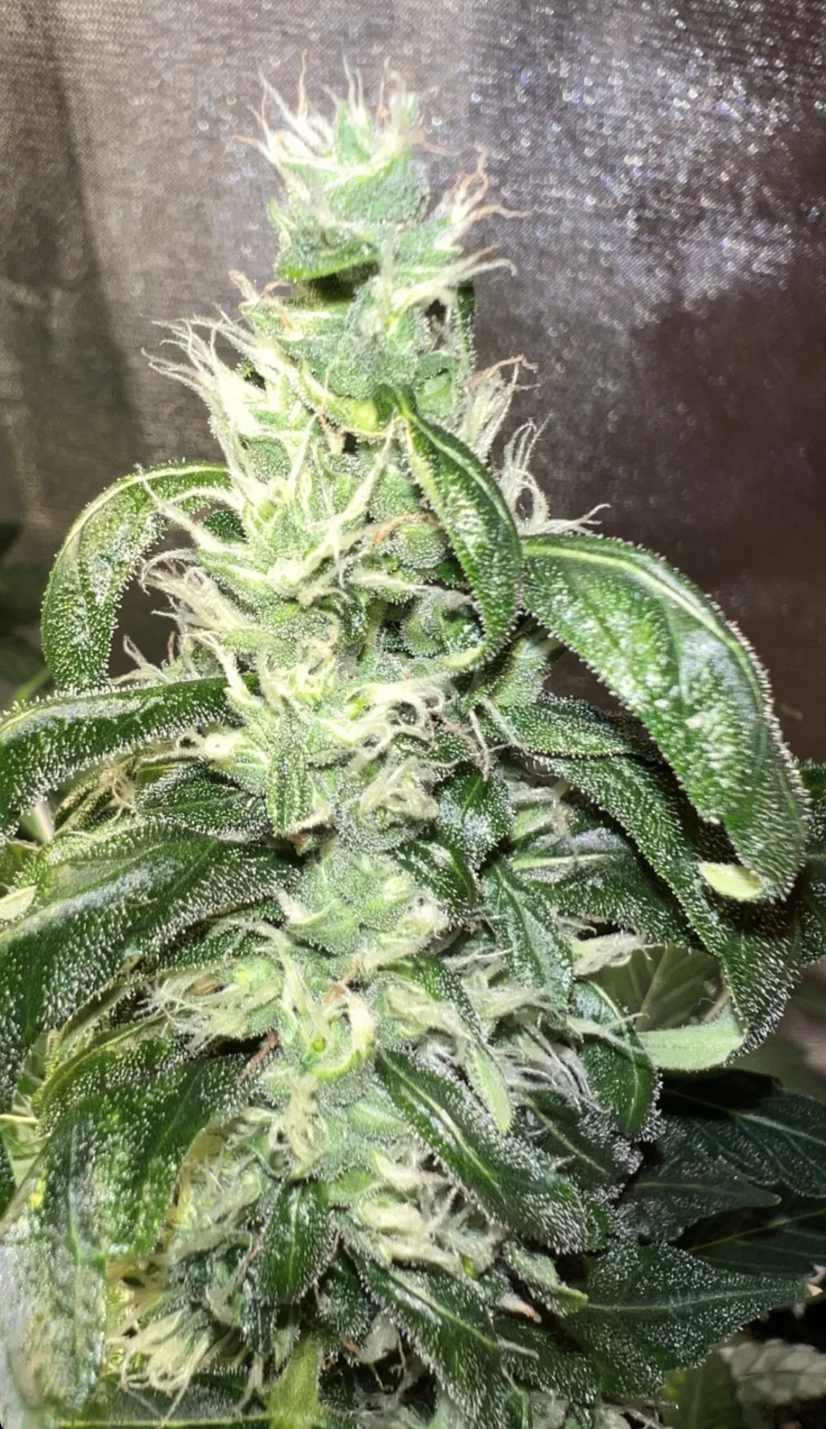 Eskimo Pie 3