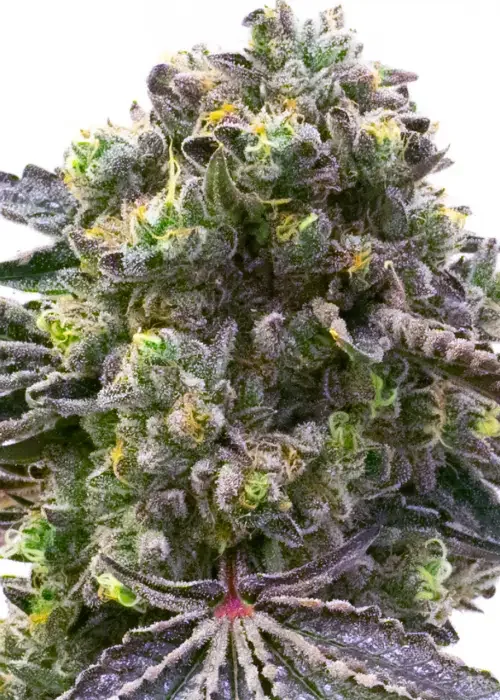 Blueberry Mazar Latitud Sur
