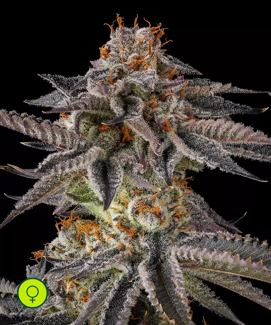 Jahrassic 4