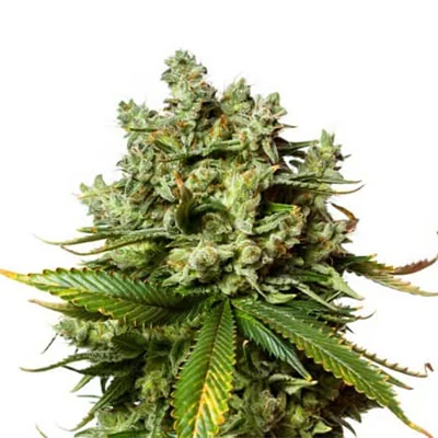 Gorilla Glue 4