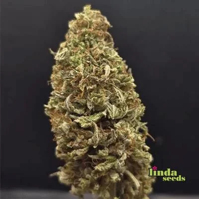 Gmo 3