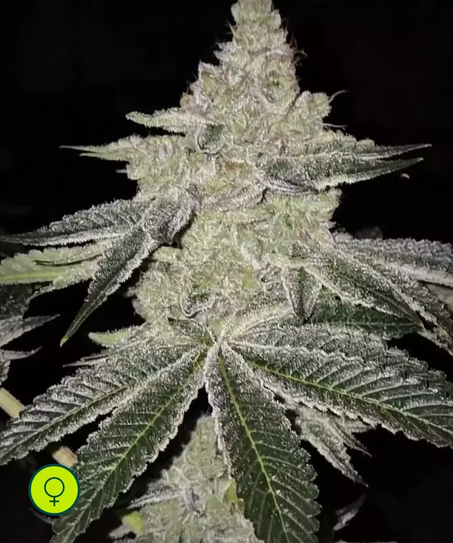 Chama R1 2