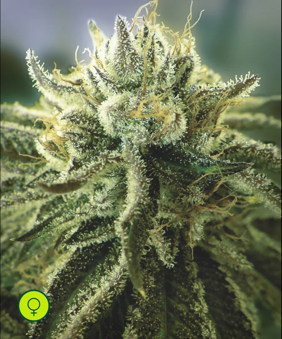 Canadian Kush 2 0