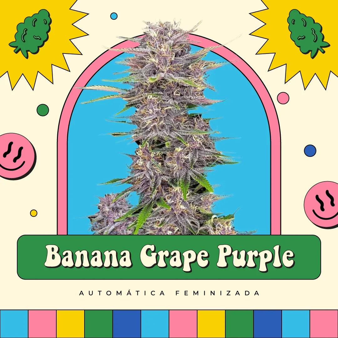 Banana Purple
