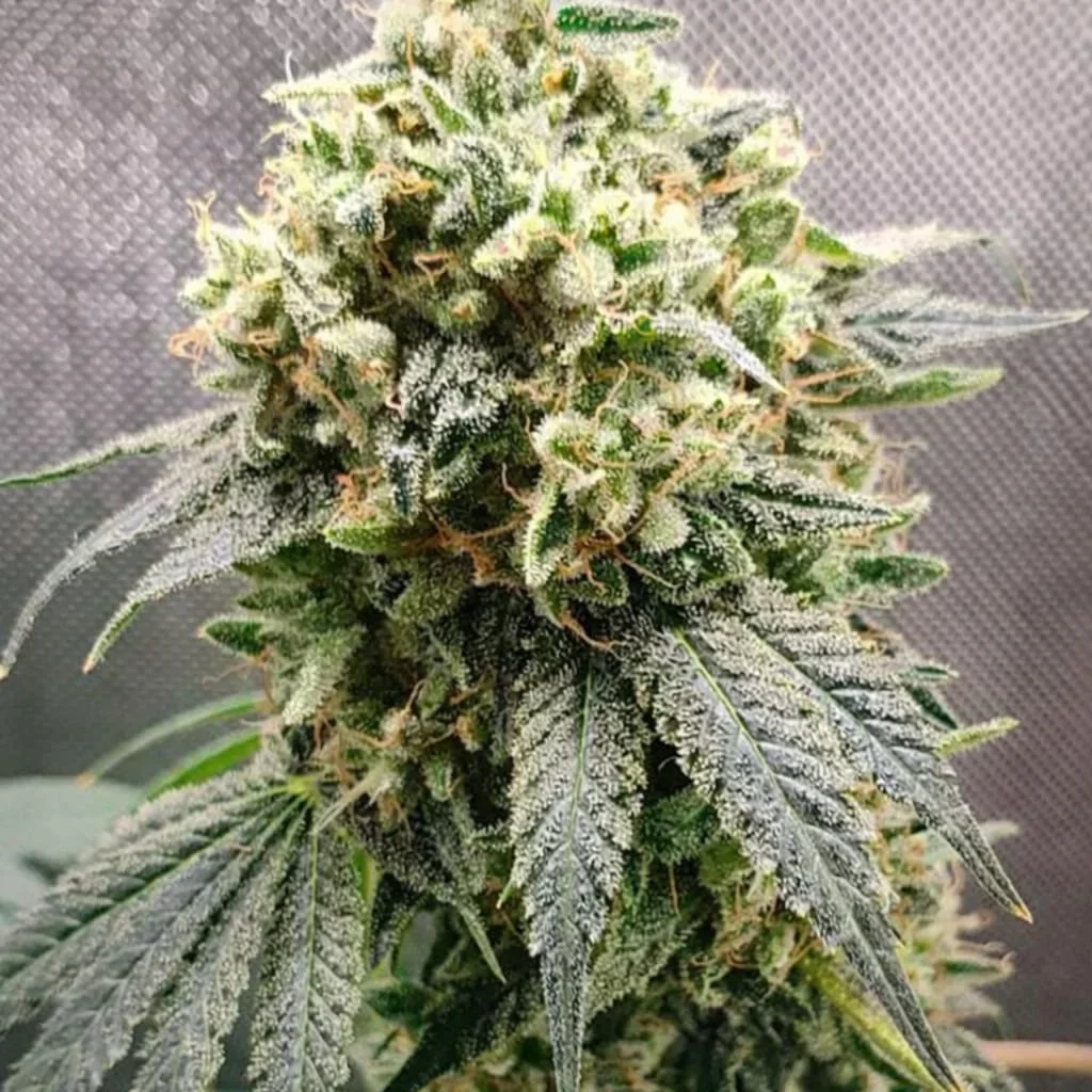 Superfruit Cbd