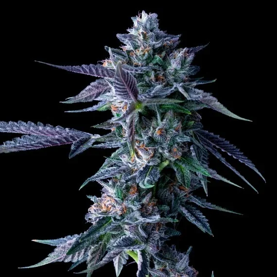 Chocolope 5