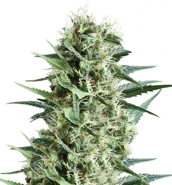 Royal Cookies 2