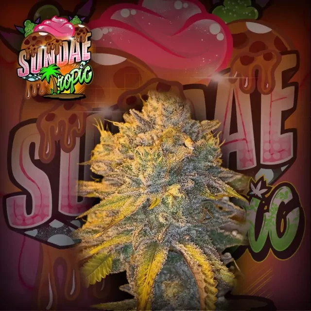 Sundae Tropic